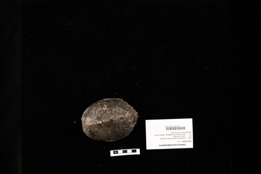 Graptemys pseudogeographica