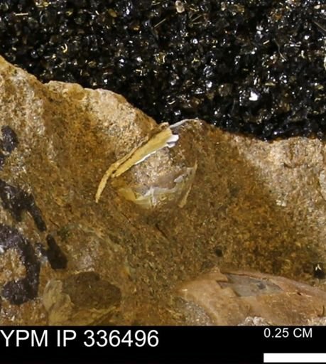 undet. Mollusca