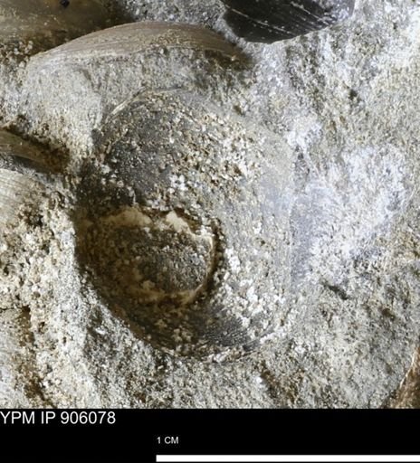 undet. Bivalvia
