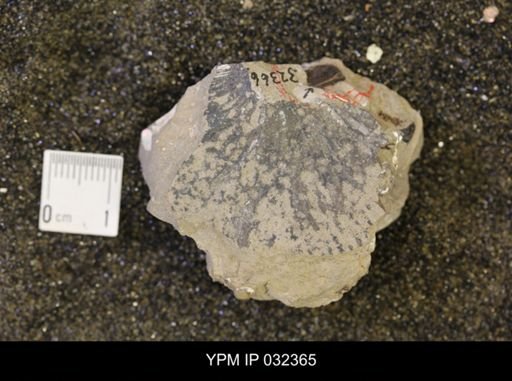 undet. Scaphitidae