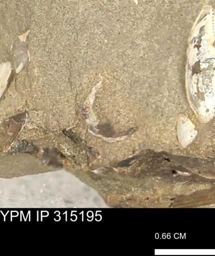 undet. Scaphitidae