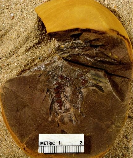 Lepidostrobus sp.
