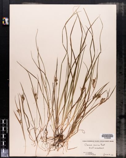 Carex aurea