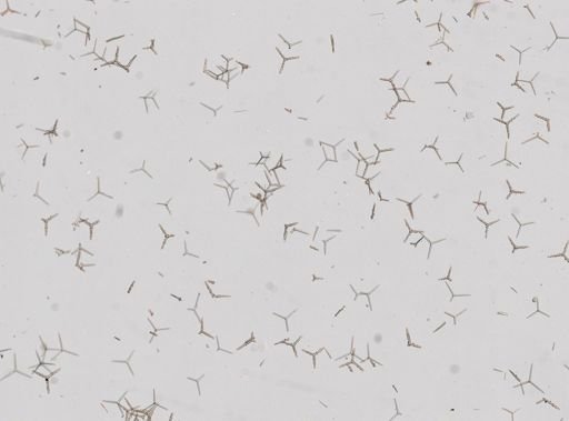 Clathrina coriacea