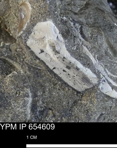 undet. Mollusca