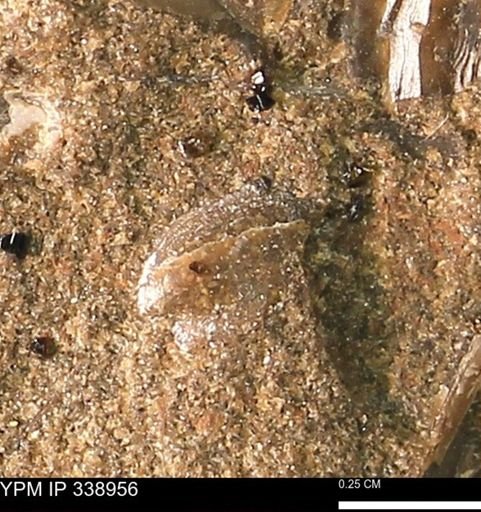 undet. Bivalvia