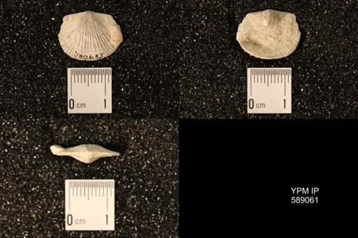Dinorthis subquadrata