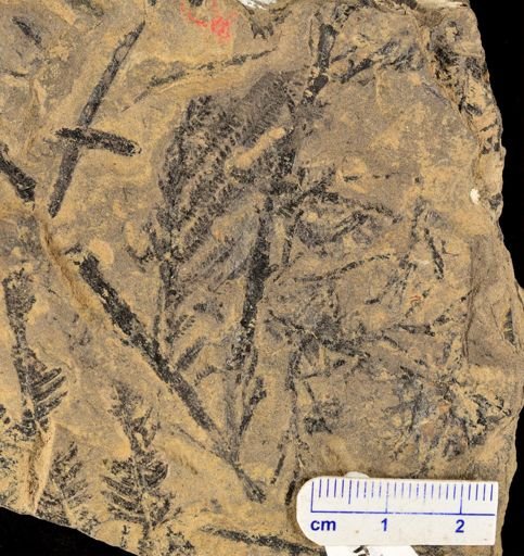 Calcaropteris boeselii