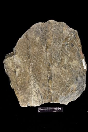 Lepidodendron sp.