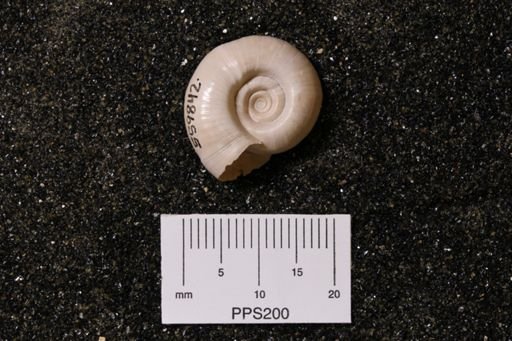 Helisoma distoni