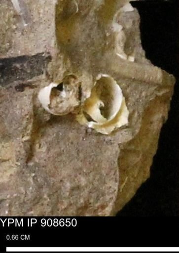 undet. Gastropoda
