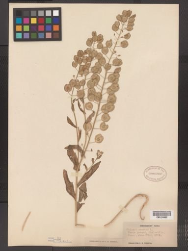 Thlaspi arvense
