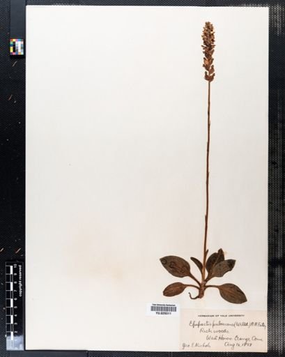 Goodyera pubescens