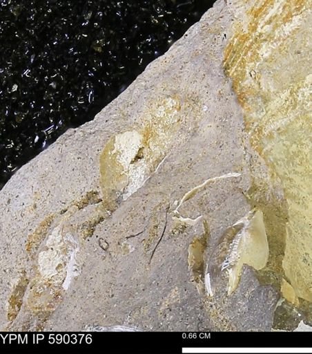 undet. Bivalvia