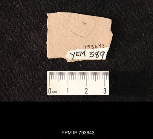 undet. Diptera
