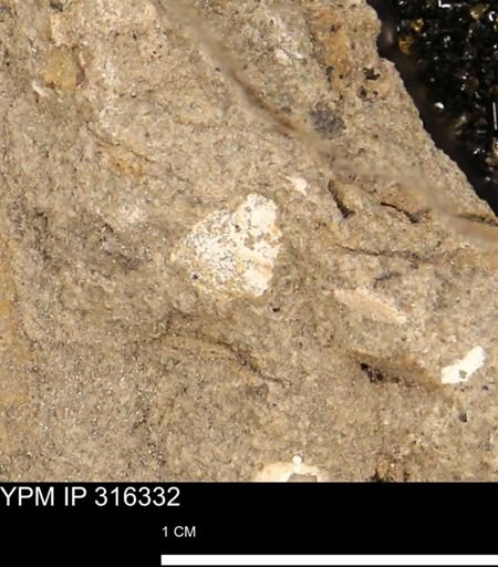 undet. Mollusca