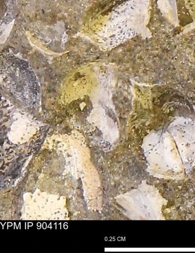 undet. Bivalvia