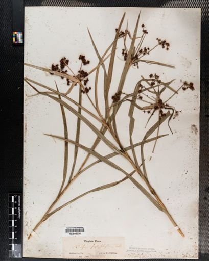 Scirpus polyphyllus