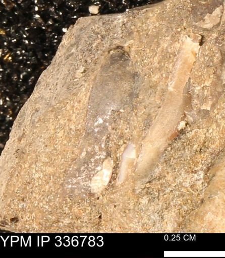 undet. Mollusca