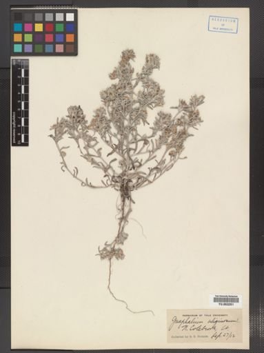 Gnaphalium uliginosum