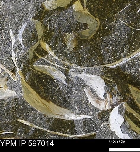 undet. Bivalvia