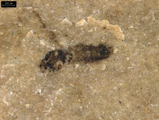 taxon undetermined