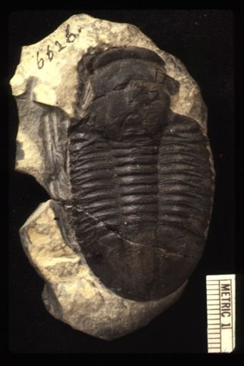 Asaphiscus wheeleri