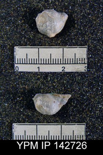 Chonetella nasuta