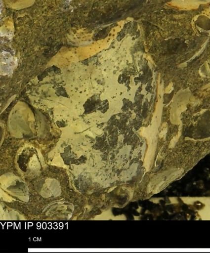 undet. Mollusca