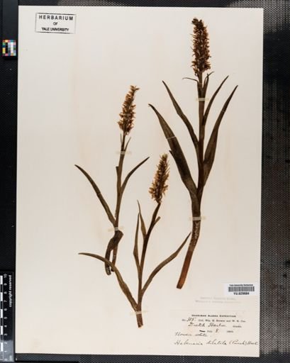 Habenaria