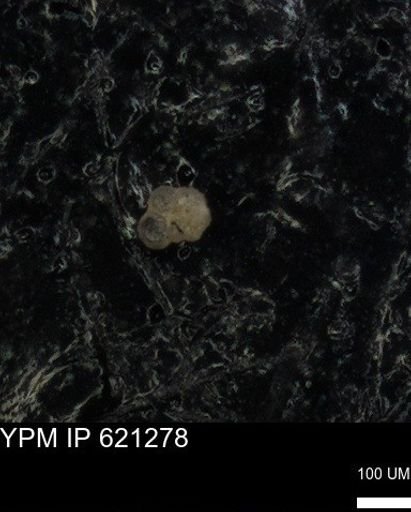 undet. Rugoglobigerinidae