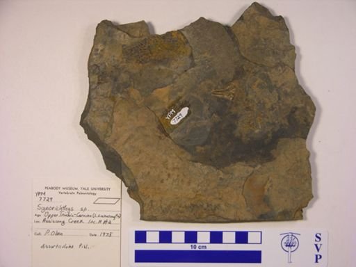 Synorichthys stewarti?
