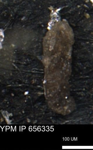 Ammobaculoides whitneyi