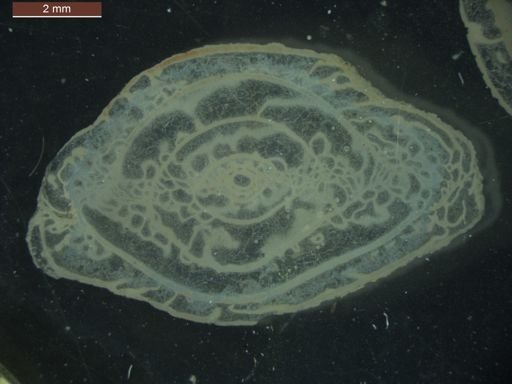 Pseudoschwagerina uddeni