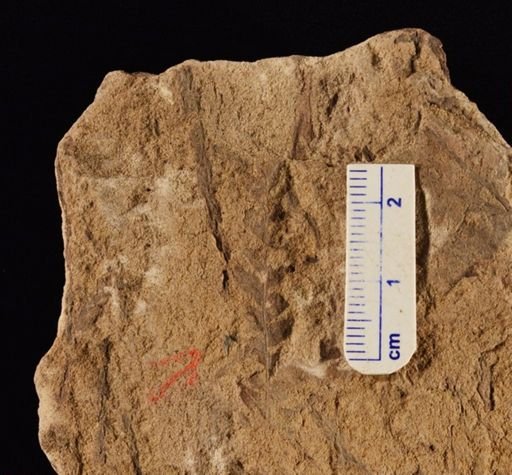 Cladophlebis sp.