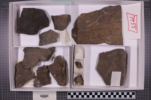 mixed taxa, stratigraphic collection