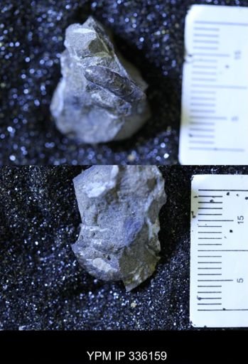 Ammonoidea