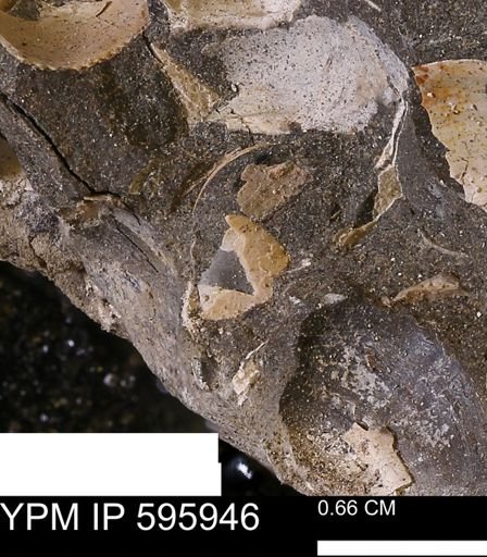 undet. Bivalvia
