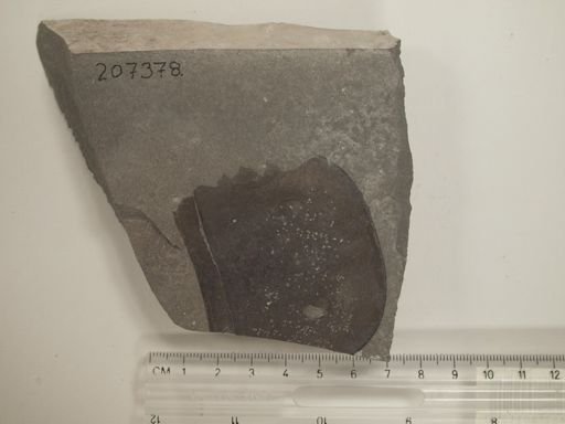 Eurypterus sp.