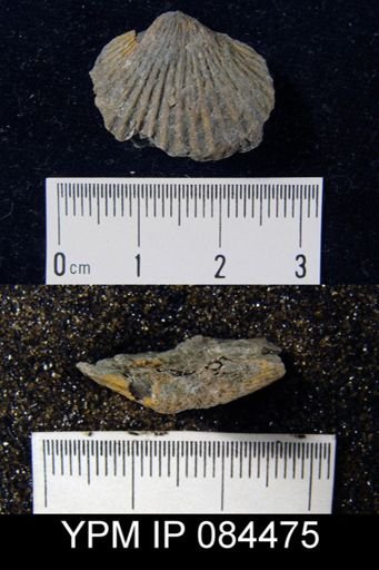 Dolerorthis flabellites