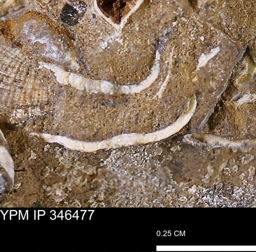 undet. Bivalvia