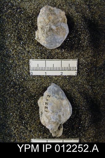 Composita emarginata affinis