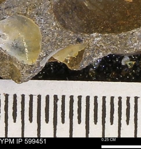 Protocardia subquadrata