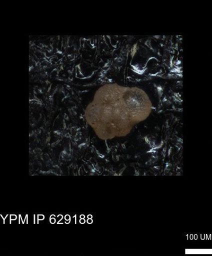 undet. Rugoglobigerinidae