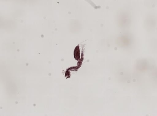 Paranebalia longipes