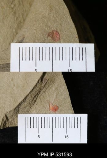 undet. Xiphosurida