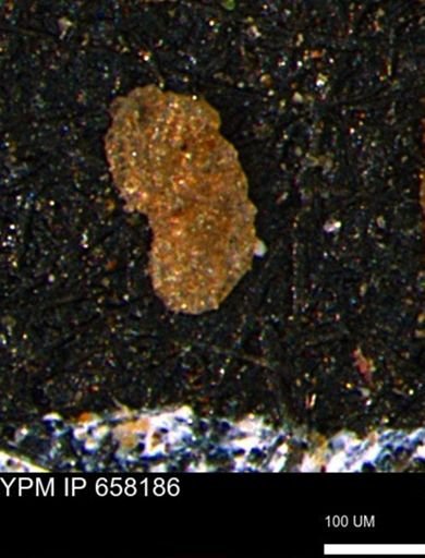 Ammobaculites euides