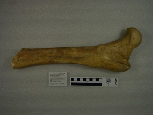 Ursus spelaeus