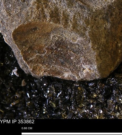 undet. Bivalvia