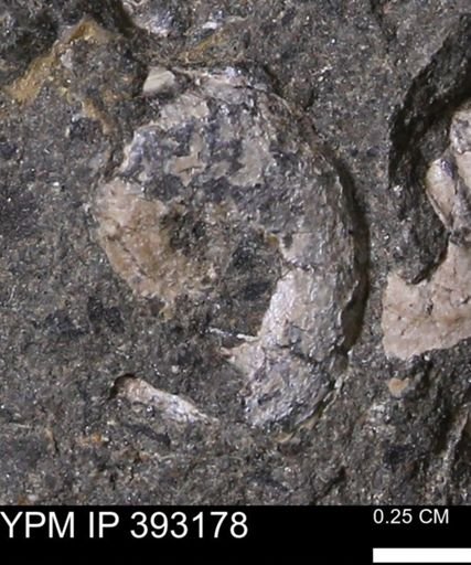 undet. Scaphitidae